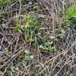 simbiosis – destacada