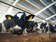 Tambo: claves de gestión para mantenerse en pie