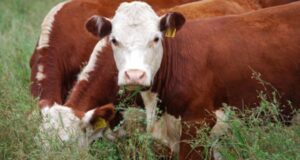 La hacienda sigue perdiendo valor real; pero no las vacas