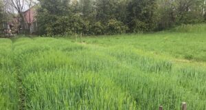 En pos de la mejor cerveza