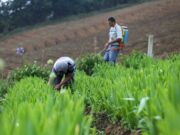 La Secretaría de Agricultura financiará inversiones para cooperativas agroindustriales por $ 1000 millones
