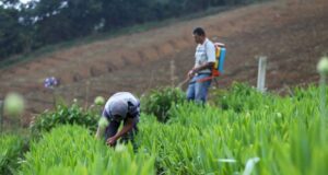 La Secretaría de Agricultura financiará inversiones para cooperativas agroindustriales por $ 1000 millones