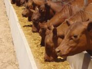 Continúan deteriorándose los márgenes del feedlot