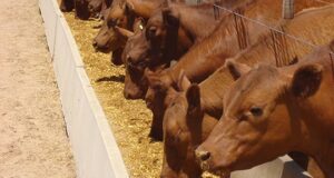 Continúan deteriorándose los márgenes del feedlot