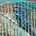 Liberacion_3