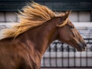 “Nuestros Caballos” celebra sus 20 años en La Rural