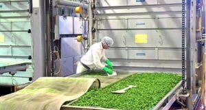 La mayor planta de deshidratados de vegetales de la argentina está en Mendoza