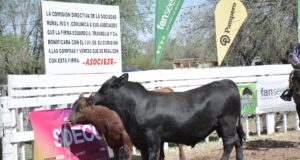 Expo Rural Río Quinto: pagaron hasta $750 mil por los toros Angus puros de pedigrí