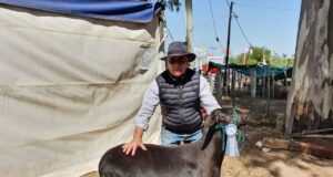 Sin lana: la nueva raza ovina se presentó en la Expo Rural y una se quedó en San Luis