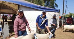 Las ovejas Texel del sur mendocino también fueron premiadas por el jurado