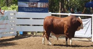 Toda “La Pasión” puesta en producir carne de calidad: pagaron hasta $900 mil por los toros nacidos y criados cerca de Fraga