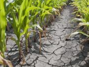 Solo dos zonas del país recuperarían lluvias “normales” en el último trimestre
