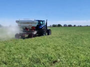 San Luis: continúan los ensayos de alfalfa para generar información y brindarla a productores