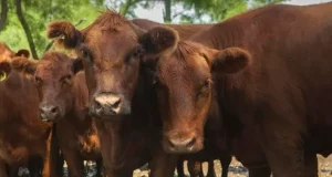 Oferta de vacas. A pesar de la baja de valores, continúa elevada la salida de hacienda de los campos