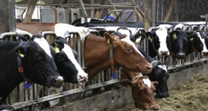 Suiza rechazó por amplia mayoría la prohibición de la ganadería intensiva impulsada por ecologistas