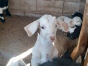 San Luis: Seguimiento de proyecto productivo caprino de la agricultura familiar