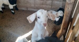 San Luis: Seguimiento de proyecto productivo caprino de la agricultura familiar