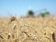 Agricultura prorrogó los embarques de trigo por 360 días