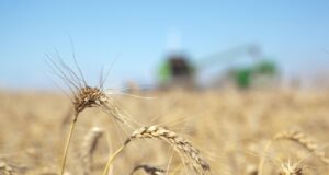 Agricultura prorrogó los embarques de trigo por 360 días