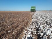 Cada vez son más los productores algodoneros que incorporan tecnologías en sus cultivos y eligen semillas sustentables