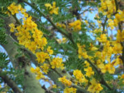“Flora Nativa, retratando nuestra identidad”: el nuevo concurso fotográfico que busca revalorizar las especies autóctonas