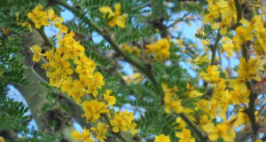 “Flora Nativa, retratando nuestra identidad”: el nuevo concurso fotográfico que busca revalorizar las especies autóctonas