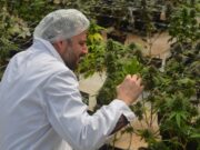 El INTA consolida su rol estratégico en el desarrollo del cannabis