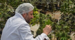 El INTA consolida su rol estratégico en el desarrollo del cannabis