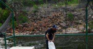 San Luis Agua sumó nuevos pejerreyes a la Estación de Piscicultura Río Grande