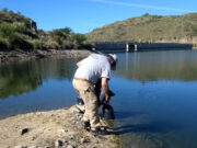 Se realizó una nueva siembra de alevines de trucha en diferentes ríos de San Luis