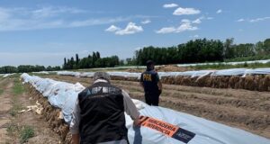 La AFIP desarticuló maniobras fraudulentas en la producción y comercialización de ajo en Mendoza