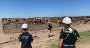 La AFIP sancionó a feedlots que subdeclararon stocks de granos en casi 180 millones de pesos