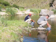 San Luis comenzó la siembra de alevines de trucha en diferentes ríos de la provincia