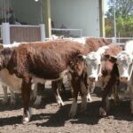 WhatsApp Image 2022-11-03 at 16.23.30