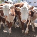 WhatsApp Image 2022-11-03 at 16.23.30 (3)