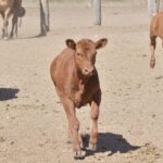 WhatsApp Image 2022-11-03 at 16.23.31 (1)