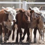 WhatsApp Image 2022-11-03 at 16.23.32 (1)