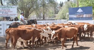 San Luis Feria realizó su primer remate de noviembre