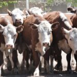 WhatsApp Image 2022-11-03 at 16.23.41 (1)