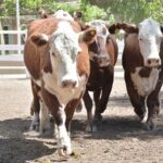 WhatsApp Image 2022-11-03 at 16.23.52 (2)