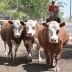 WhatsApp Image 2022-11-03 at 16.23.56 (1)