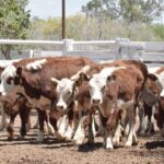 WhatsApp Image 2022-11-17 at 19.33.07 (1)