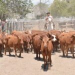 WhatsApp Image 2022-11-17 at 19.33.07