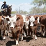 WhatsApp Image 2022-11-17 at 19.33.07 (2)