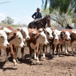 WhatsApp Image 2022-11-17 at 19.33.08 (1)