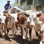 WhatsApp Image 2022-11-17 at 19.33.08