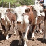 WhatsApp Image 2022-11-17 at 19.33.08 (2)