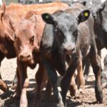 WhatsApp Image 2022-11-17 at 19.33.09 (2)