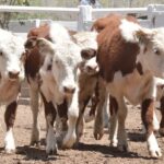 WhatsApp Image 2022-11-17 at 19.33.10