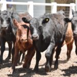 WhatsApp Image 2022-11-17 at 19.33.13 (1)